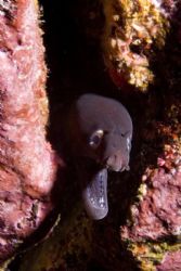 Moray eel (Muraena augusti) shot in Biscoitos, Terceira i... by Joao Pedro Tojal Loia Soares Silva 